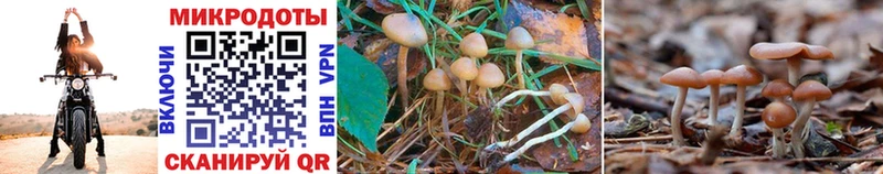 наркошоп  Заозёрск  Псилоцибиновые грибы Magic Shrooms 